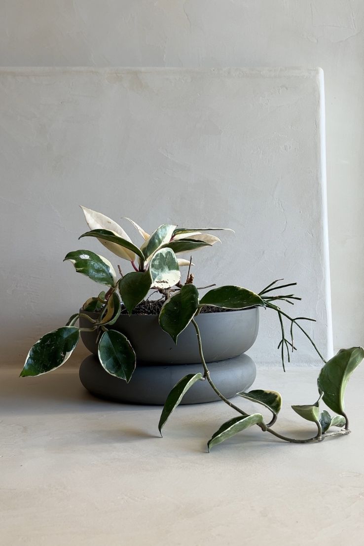 Cloud Planter
