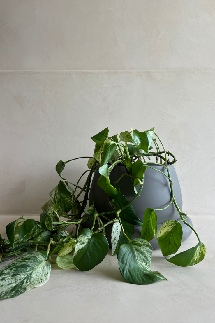 Cloud Planter, Large