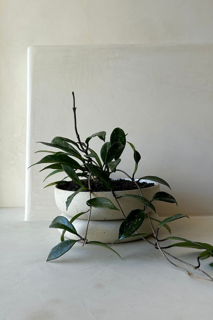 Cloud Planter